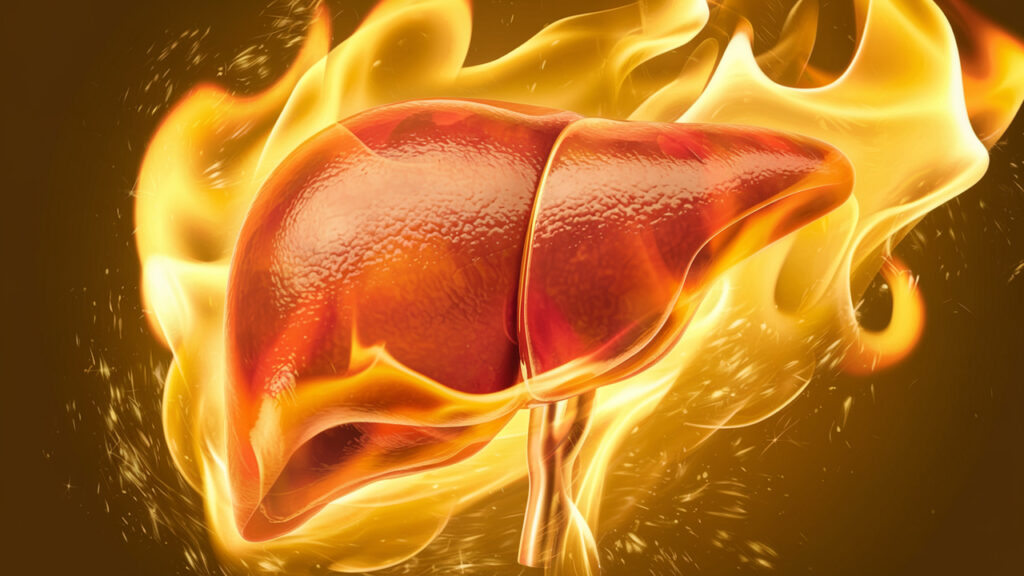 The Fat-Burning Power of Liver Support: What Science Says