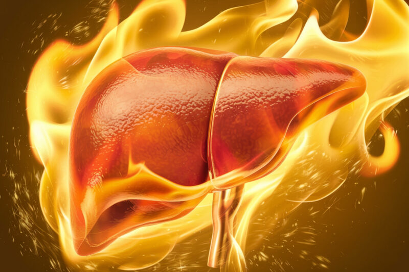 The Fat-Burning Power of Liver Support: What Science Says