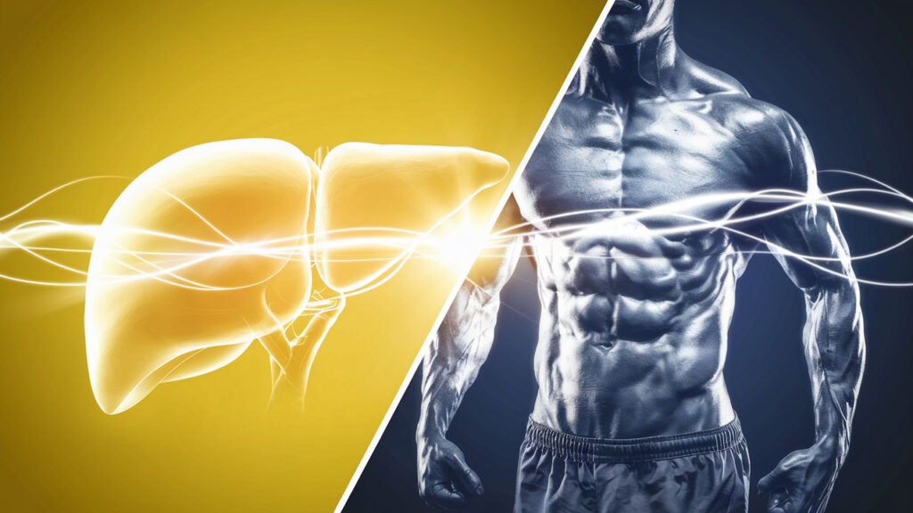 Can Liver Support Improve Hormonal Balance and Fat Loss?