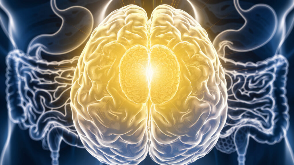 The Forgotten Organ That Controls Your Weight