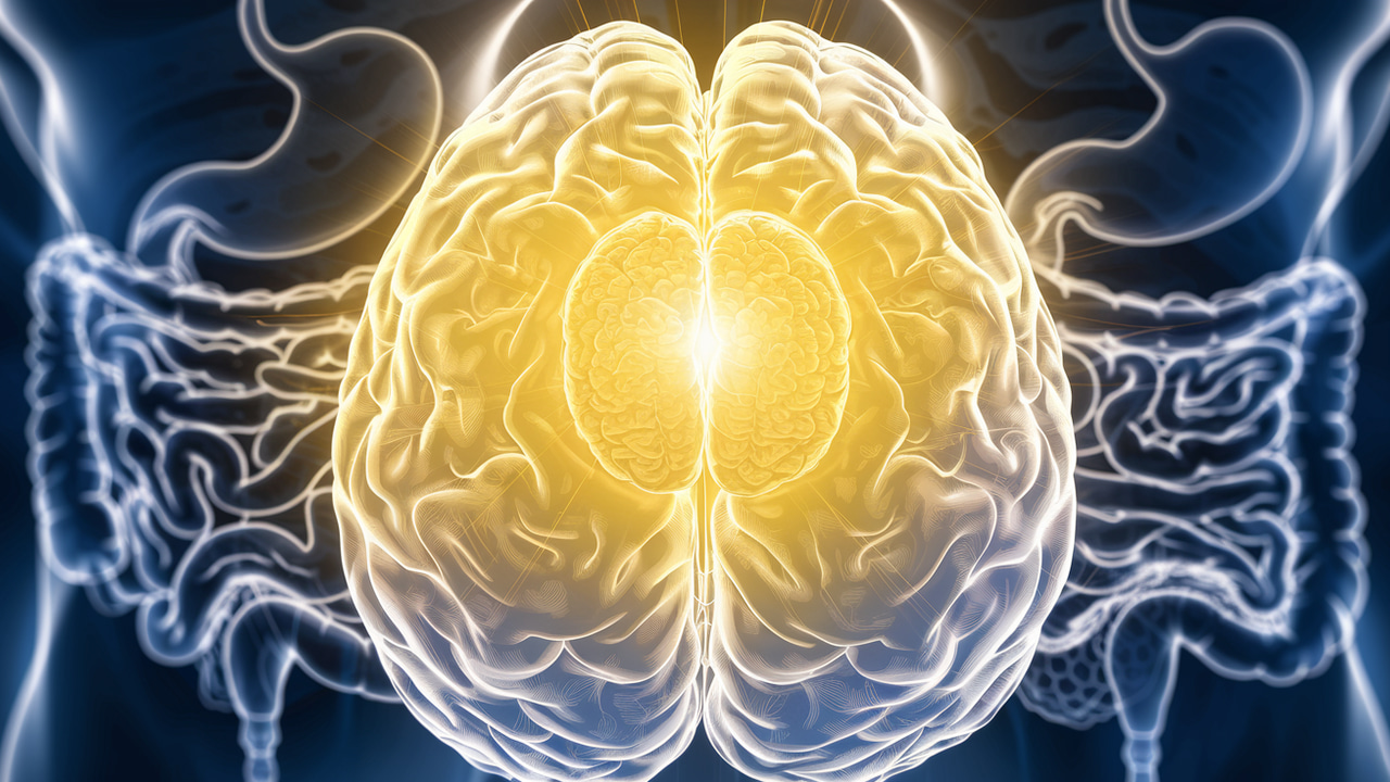 The Forgotten Organ That Controls Your Weight
