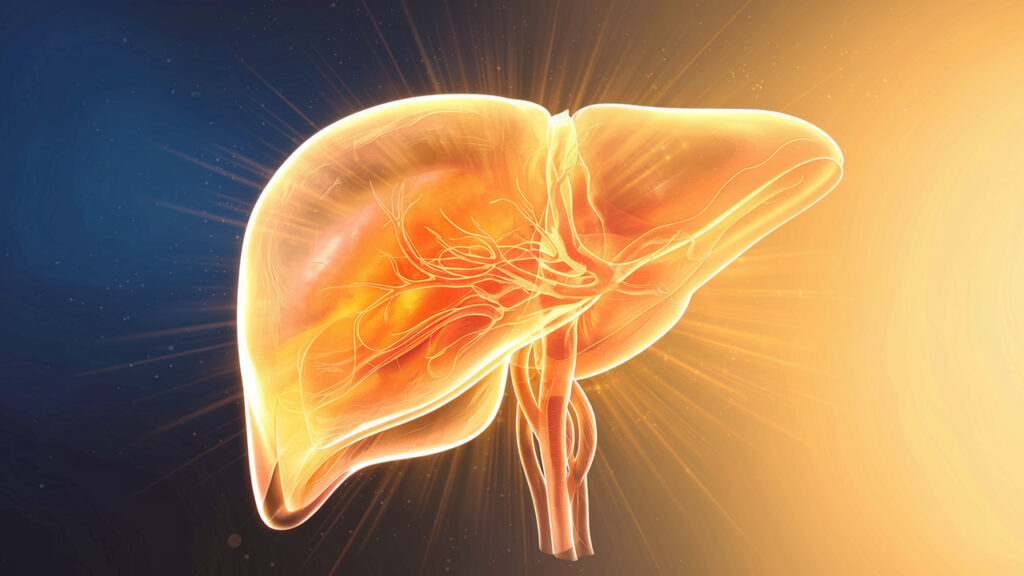 How to Activate Fat-Burning Hormones with a Healthier Liver